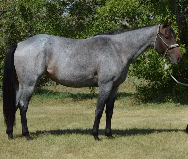 Roanie- 8 year old Blue Roan QH Mare