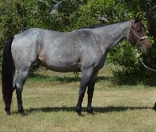 Roanie- 8 year old Blue Roan QH Mare