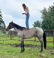 Roanie- 8 year old Blue Roan QH Mare - Photo 3