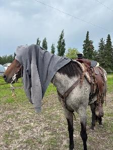 Roanie- 8 year old Blue Roan QH Mare - Photo 4