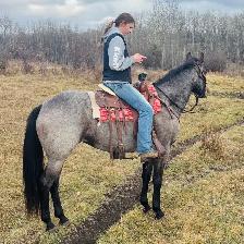 Roanie- 8 year old Blue Roan QH Mare - Photo 5