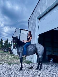 Roanie- 8 year old Blue Roan QH Mare - Photo 6