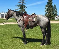 Roanie- 8 year old Blue Roan QH Mare - Photo 8