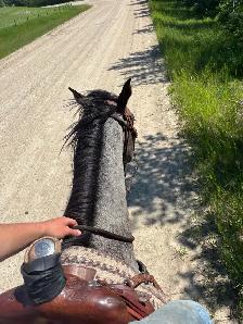 Roanie- 8 year old Blue Roan QH Mare - Photo 9