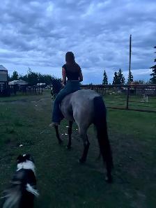 Roanie- 8 year old Blue Roan QH Mare - Photo 10