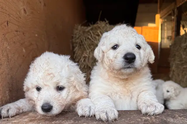 Kuvasz Livestock Guardian Puppies