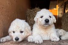 Kuvasz Livestock Guardian Puppies