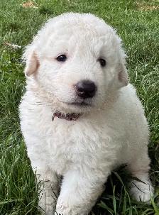 Kuvasz Livestock Guardian Puppies - Photo 2