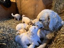 Kuvasz Livestock Guardian Puppies - Photo 3