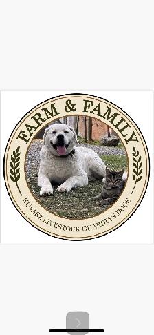 Kuvasz Livestock Guardian Puppies - Photo 4