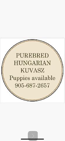 Kuvasz Livestock Guardian Puppies - Photo 6