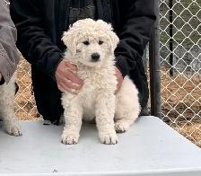 Kuvasz Livestock Guardian Puppies - Photo 7
