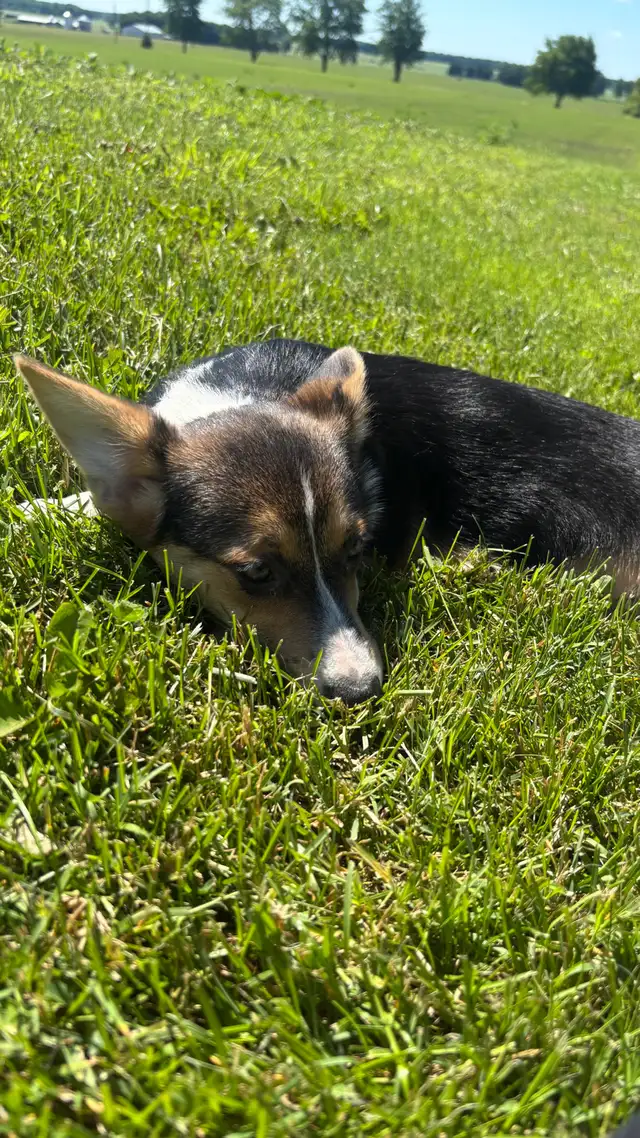 Corgi puppies