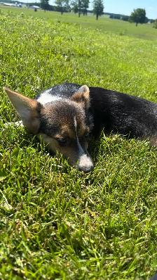 Corgi puppies