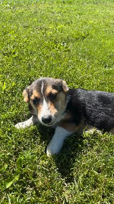 Corgi puppies - Photo 2