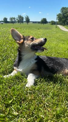 Corgi puppies - Photo 3