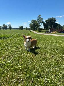 Corgi puppies - Photo 5