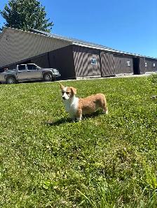 Corgi puppies - Photo 6
