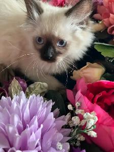 Spectacular Ragdoll Kittens - Photo 3