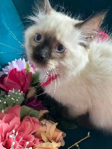 Spectacular Ragdoll Kittens - Photo 4