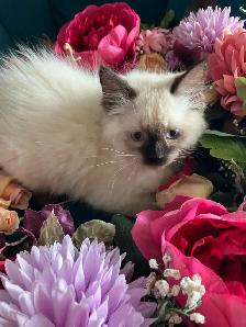Spectacular Ragdoll Kittens - Photo 5