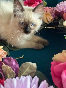 Spectacular Ragdoll Kittens - Photo 9
