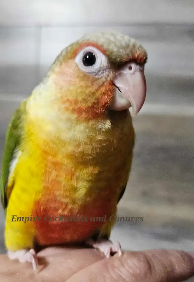 Female Pineapple Conure Babies