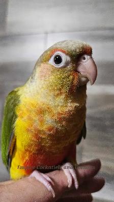 Female Pineapple Conure Babies - Photo 2