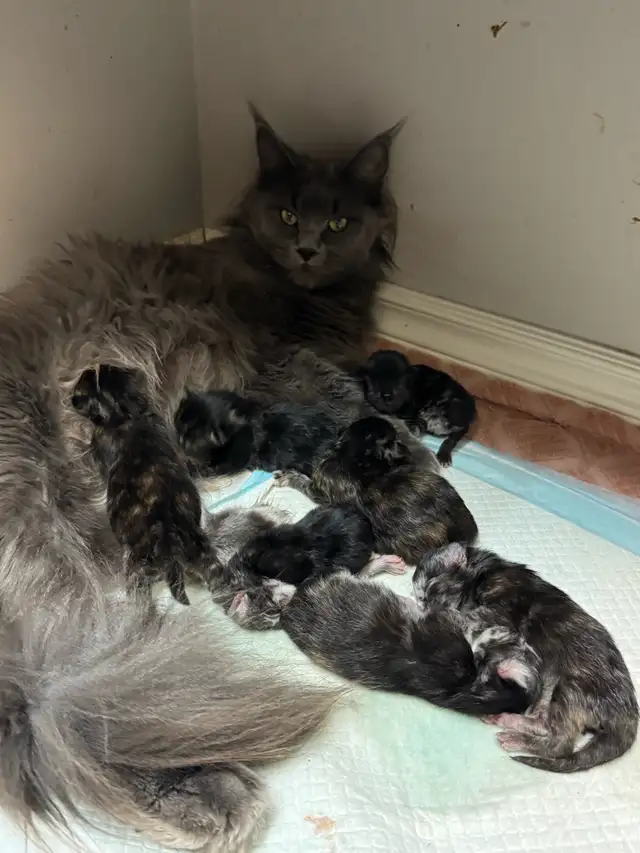 Purebred Maine Coon Kittens – Now Open for Reservation!