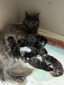 Purebred Maine Coon Kittens – Now Open for Reservation!