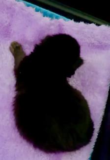 Purebred Maine Coon Kittens – Now Open for Reservation! - Photo 2
