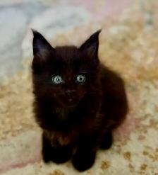 Purebred Maine Coon Kittens – Now Open for Reservation! - Photo 3
