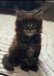 Purebred Maine Coon Kittens – Now Open for Reservation! - Photo 5