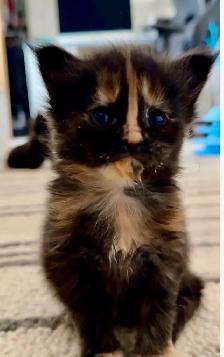 Purebred Maine Coon Kittens – Now Open for Reservation! - Photo 6