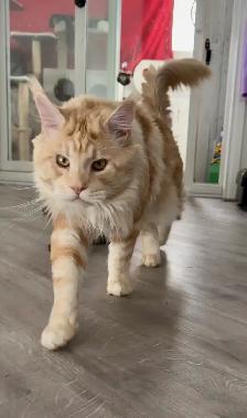 Purebred Maine Coon Kittens – Now Open for Reservation! - Photo 10