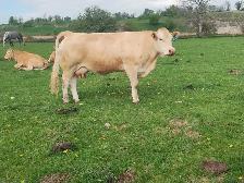 COWS FOR SALE