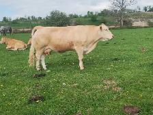 COWS FOR SALE - Photo 2