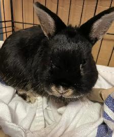 RABBIT NEEDING TO BE REHOMED
