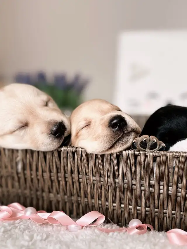 Labrador Retriever puppies