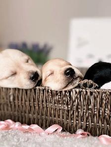Labrador Retriever puppies