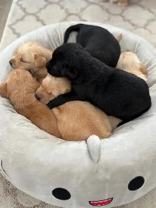 Labrador Retriever puppies - Photo 2