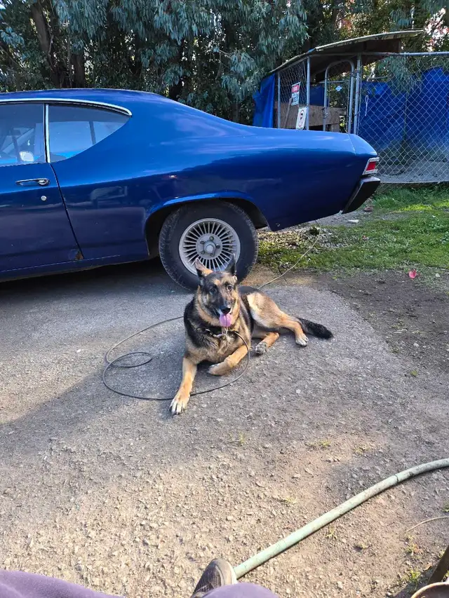 Looking for the Right Home for a 4-Year-Old German Shepherd
