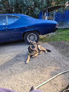 Looking for the Right Home for a 4-Year-Old German Shepherd