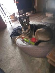 Looking for the Right Home for a 4-Year-Old German Shepherd - Photo 2
