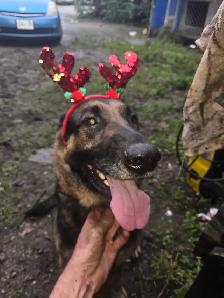 Looking for the Right Home for a 4-Year-Old German Shepherd - Photo 3