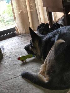 Looking for the Right Home for a 4-Year-Old German Shepherd - Photo 4