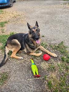 Looking for the Right Home for a 4-Year-Old German Shepherd - Photo 5