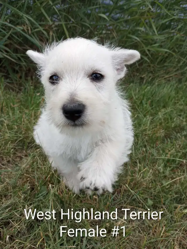 West Highland Terrier pups