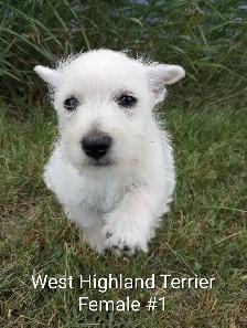 West Highland Terrier pups