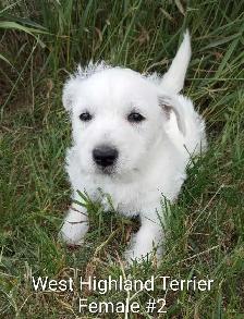 West Highland Terrier pups - Photo 2